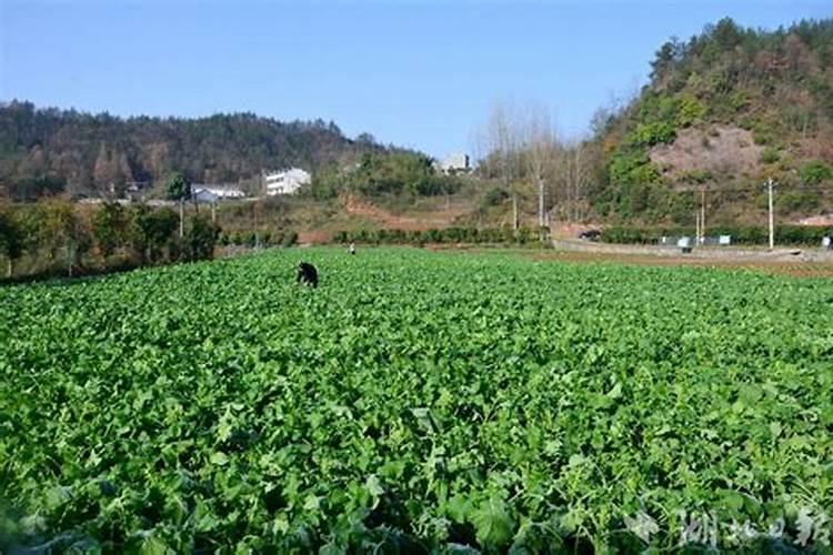 油菜施用硼肥的方法有哪些