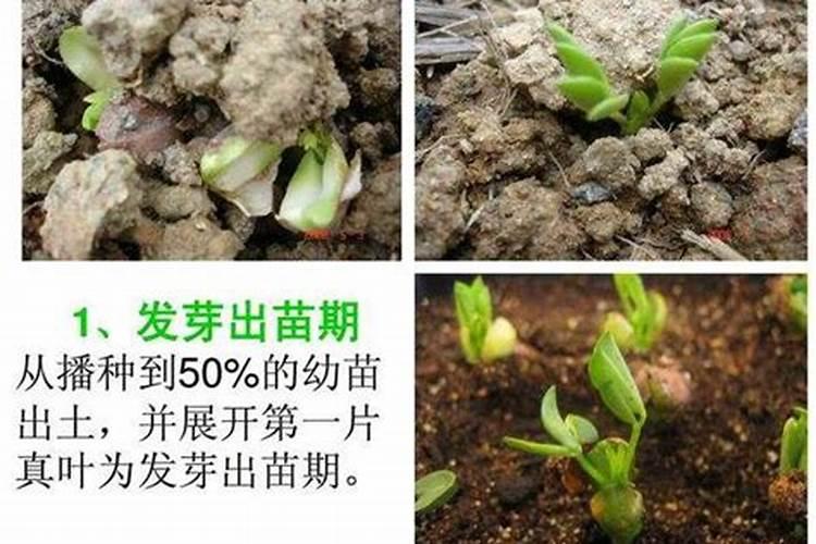 桂花叶片多久喷水 桂花树叶需要多久一次喷水？
