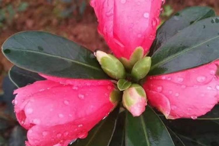 家里养两盆杜鹃大山红茶花可以吗？