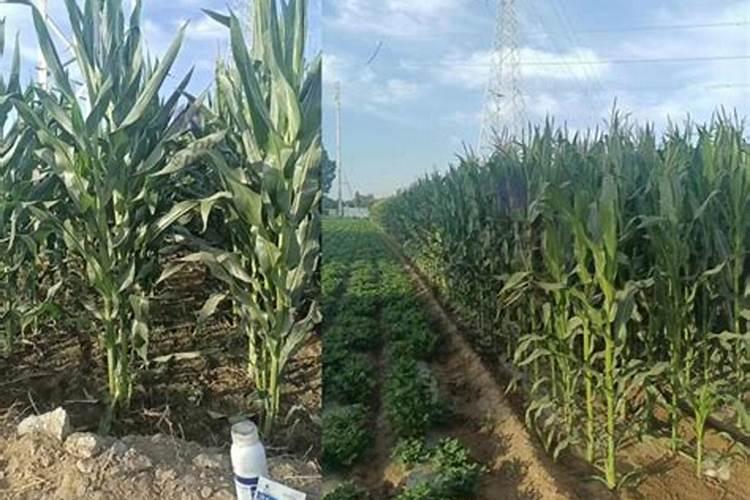 玉米用什么肥料好