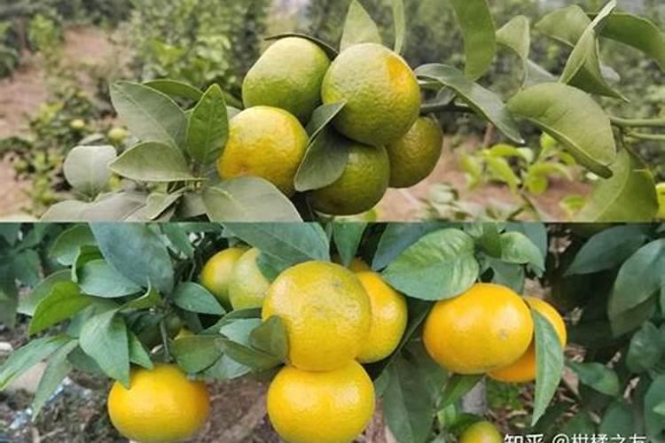 果树硼肥啥时施最佳