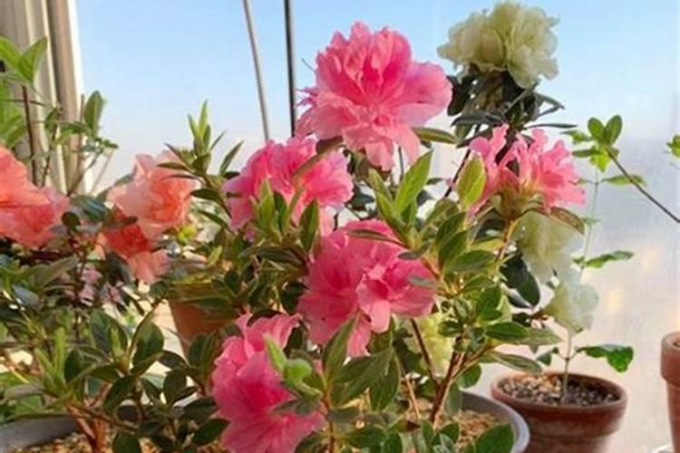 家里的盆栽杜鹃花着病害了,该如何防治？