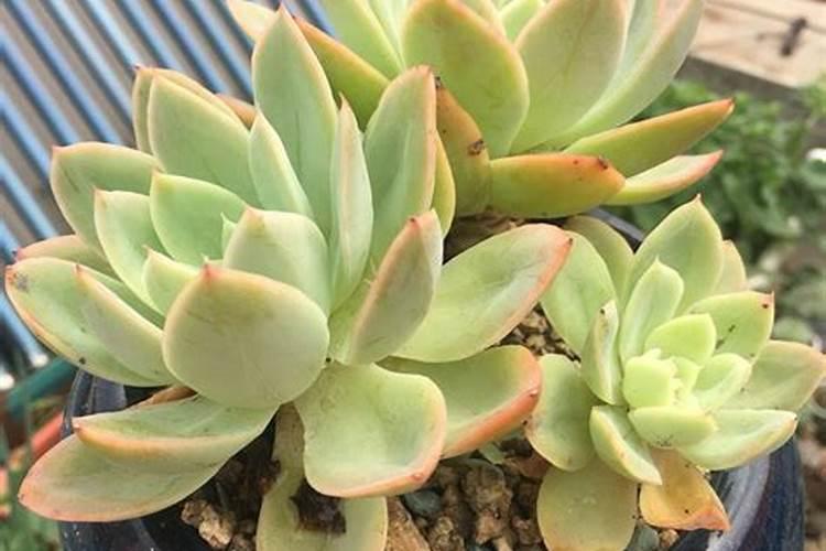 玉米缺肥的症状及原因是啥？