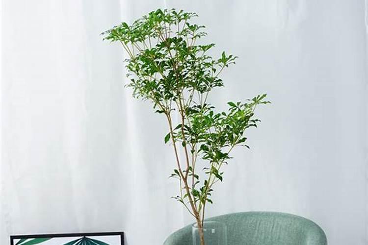 地被植物有哪些优良品种？