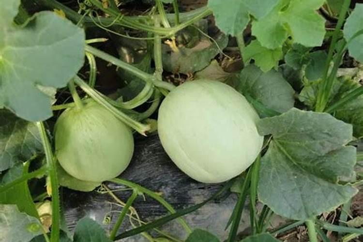 青菜种植时间和方法