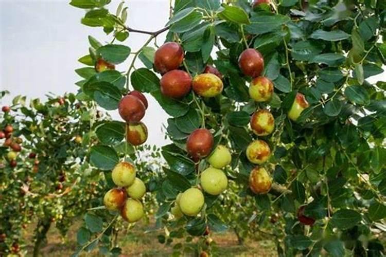 枣树开花结果初期施什么肥