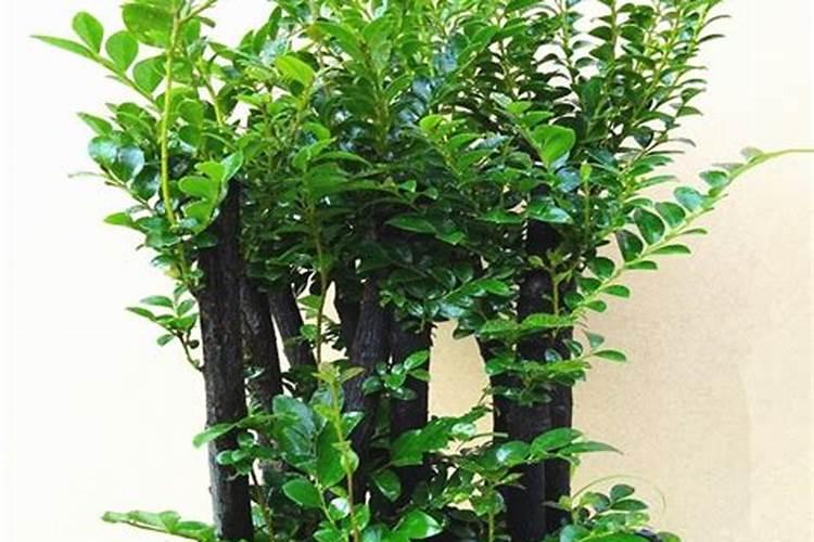 小叶紫檀树用什么肥料