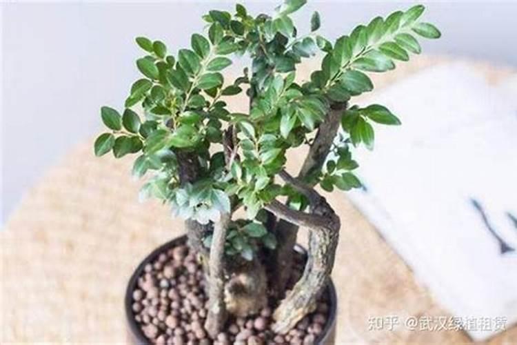 小叶紫檀怎么施肥