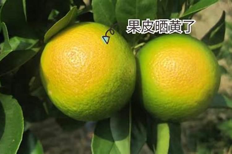 夏季柑橘树管理要点 柑橘怎么施肥