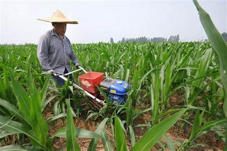 烟草黄叶病用什么药效果好