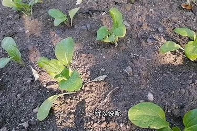 秋白菜用什么化肥合适