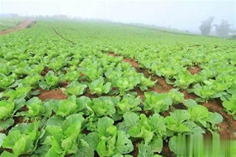 水稻田矮慈姑用什么除草剂 除草剂药害几天缓过来