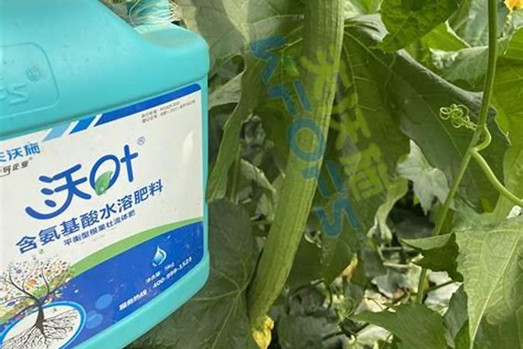 丝瓜田间种植技术