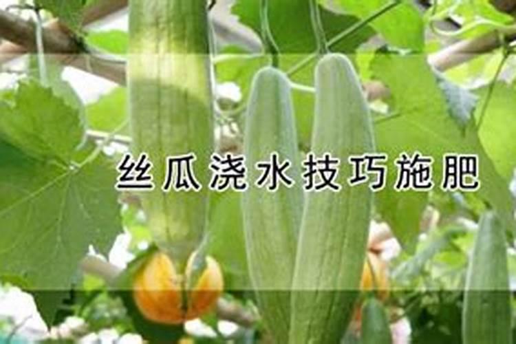 丝瓜田间种植技术
