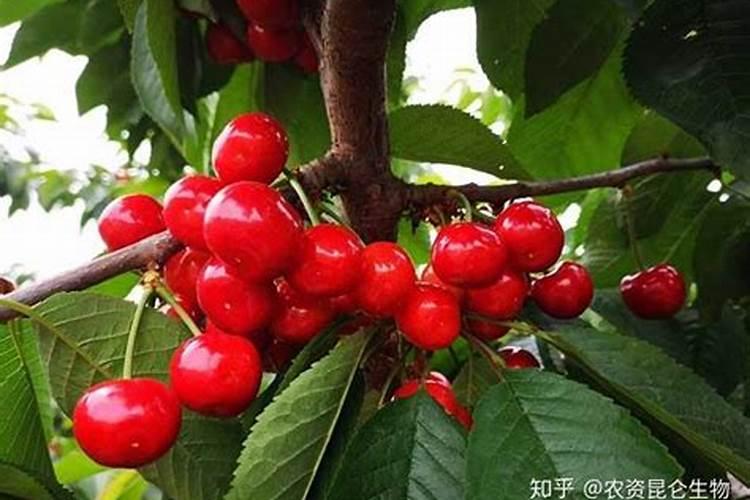樱桃树的种植与管理