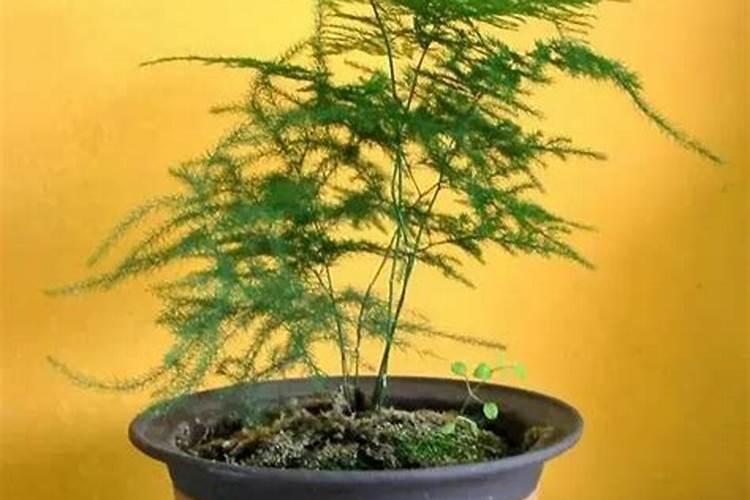 文竹的施肥方法如下