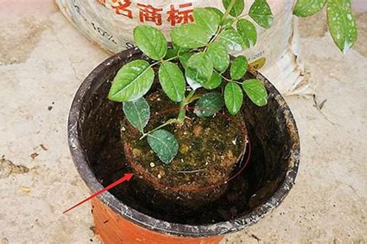月季换盆后多久施肥 月季换盆后何时施肥？