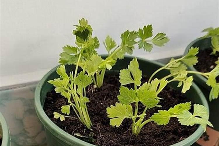 芹菜叶面肥用什么好 注意事项有哪些