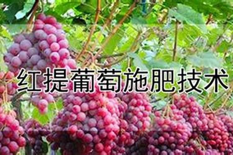 红提葡萄树什么时候上基肥最合理
