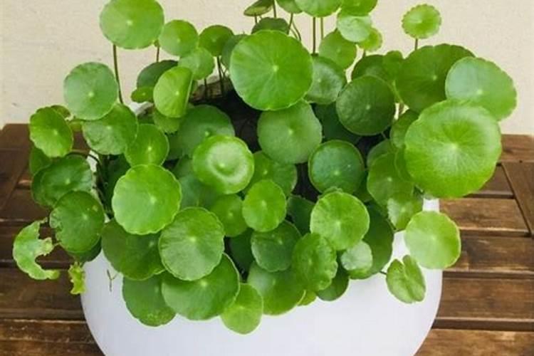 铜钱草浇什么肥最好