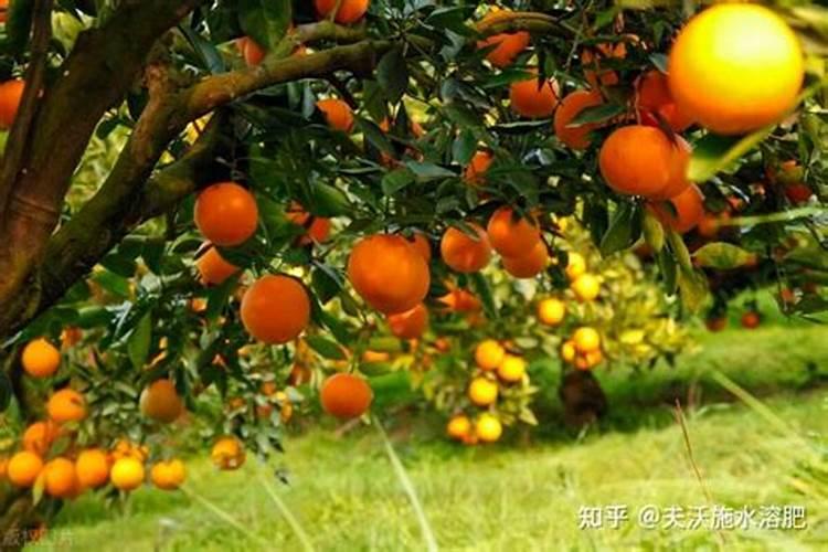 柑橘施肥时间和用量 柑橘施肥时间和用量是什么