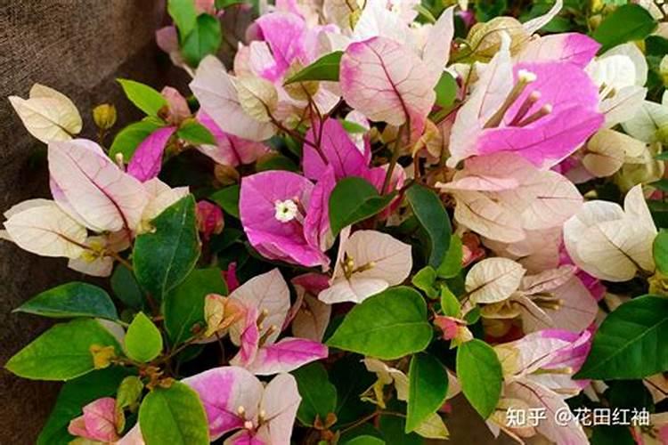 三角梅开花前应施什么肥料