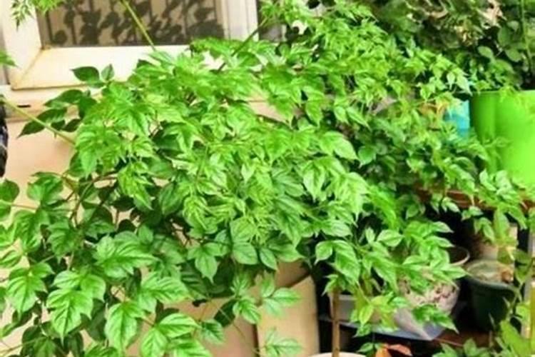幸福树需要什么肥料,复合肥可促进植株生长