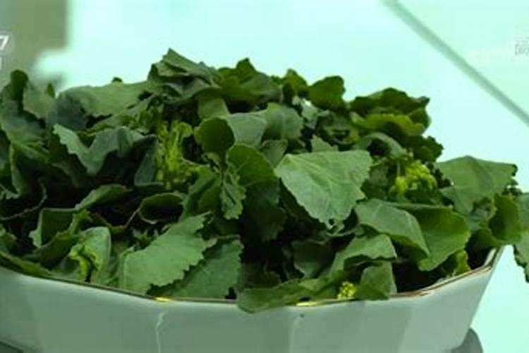 板蓝根种植方法是什么 如何科学种植板蓝根