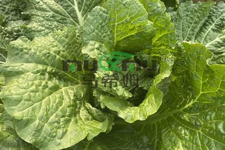 九月份以后,广东省还能种植什么瓜豆？