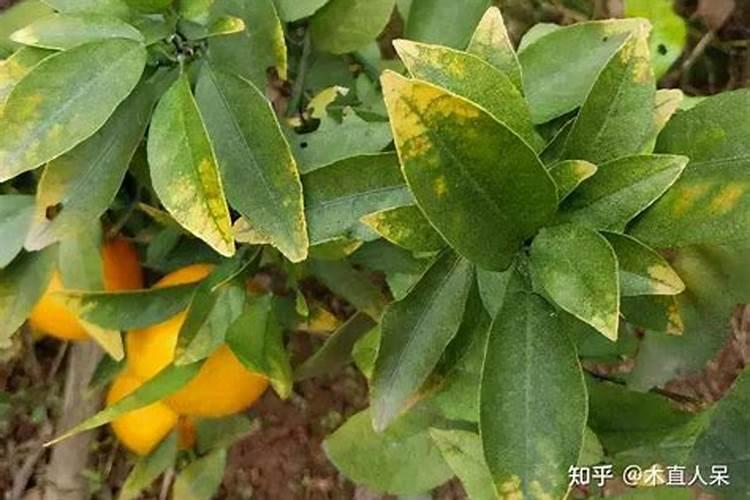 正确种脐橙方法