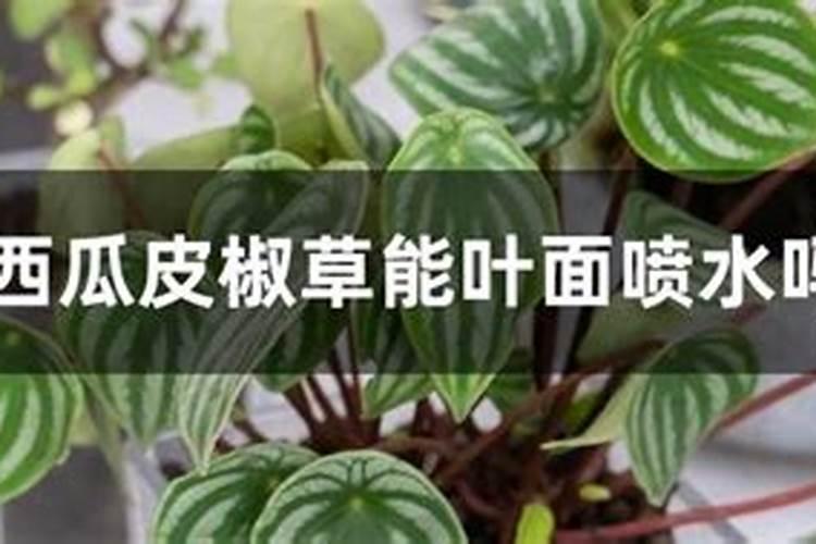 露地可以种8424西瓜吗,附8424西瓜简介