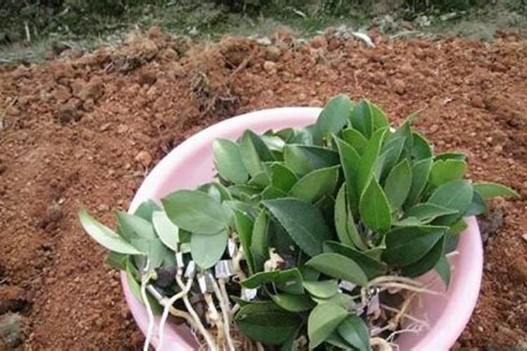 油茶树一年施几次肥料