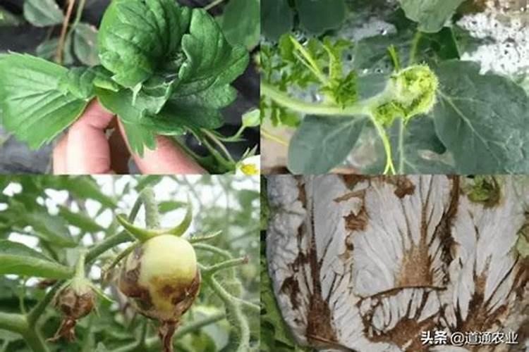 如何科学施用硼肥？