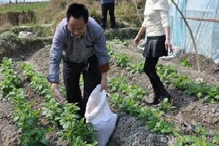 什么原因导致沙梨发生缺硼症状的？