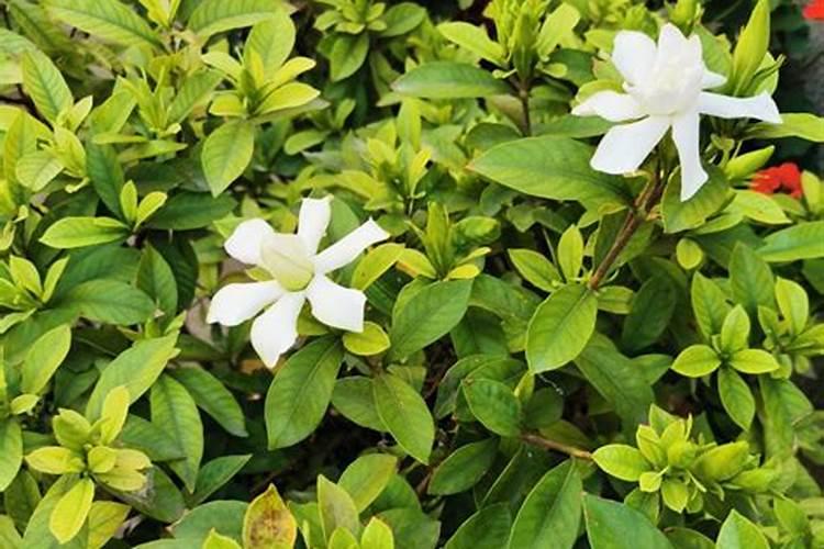 养栀子花的肥料 栀子花最好的肥料是什么怎么施