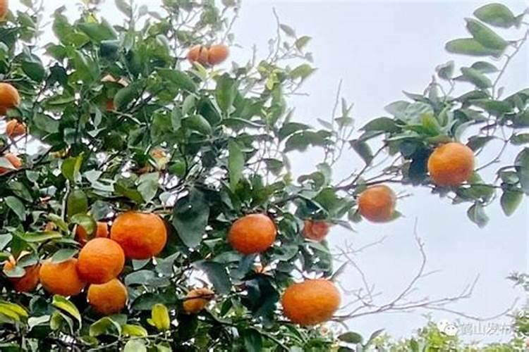 广西沙糖桔新产地在那,那里的沙糖桔最好？