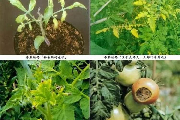 番茄脐腐病的症状产生原因是什么 怎么防治
