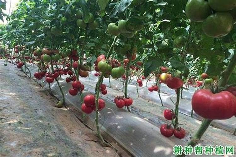 小番茄喷施什么叶面肥,生根快？