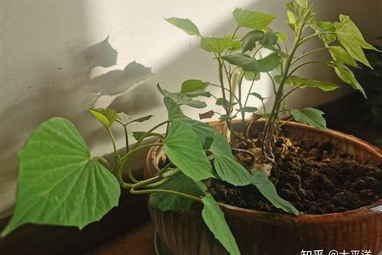 多肉植物用什么肥料最合适