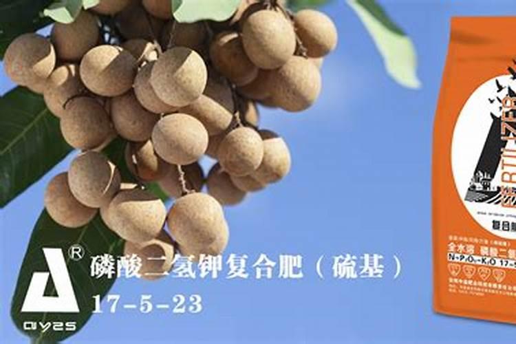 龙眼施什么肥比较好