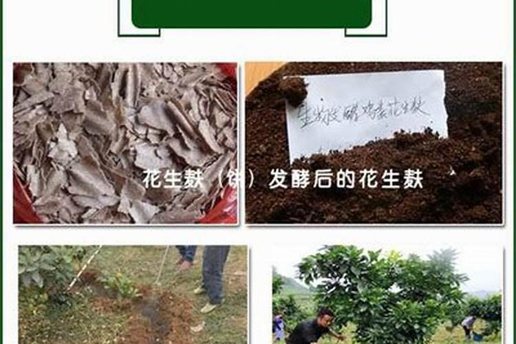 兰花什么时候施肥最好