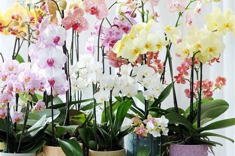 蝴蝶兰用什么肥磷钾肥可促进花芽形成