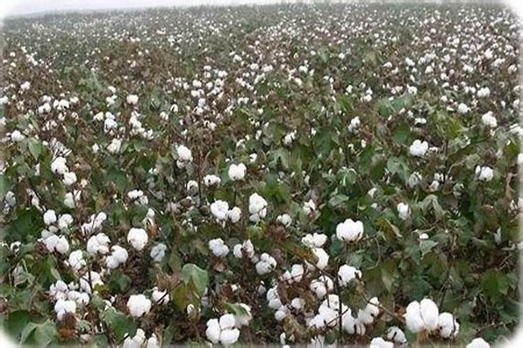 如何正确选择棉花叶面肥？施用肥料时需要注意什么？