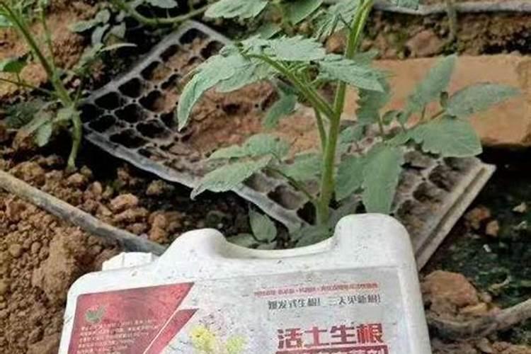 生根肥多久浇一次水