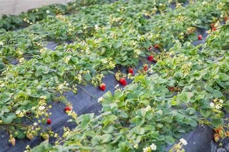 大棚草莓如何施肥才能高产