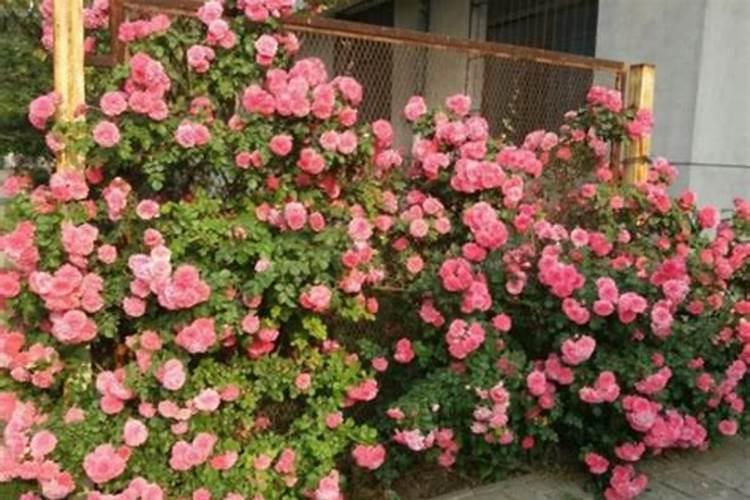 月季如何施肥 氮肥