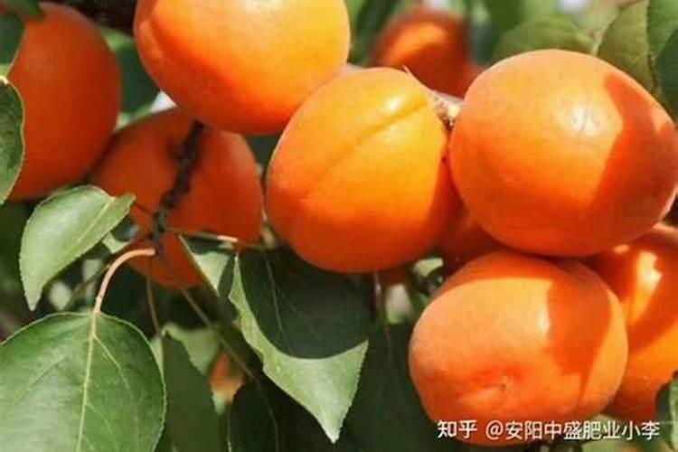 杏树种植管理如何做？结果期能用矿源灌根吗？什么时候用好