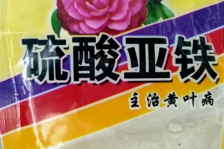 棒棒糖月季日常养护方法？