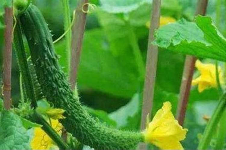高氮肥料有哪些,用什么肥料黄瓜产量高