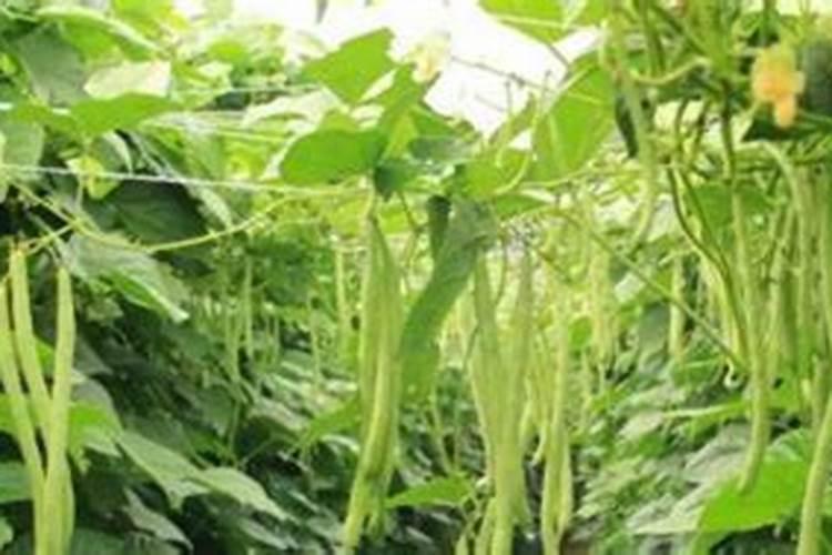 碳铵和磷酸二铵能混用吗